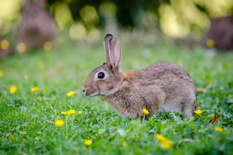 plaga de conejos en murcia desafíos